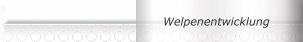 Welpenentwicklung