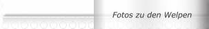 Fotos zu den Welpen