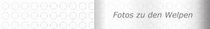 Fotos zu den Welpen